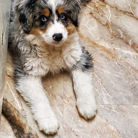 Some of my babies♡ - Picture 1 of 16